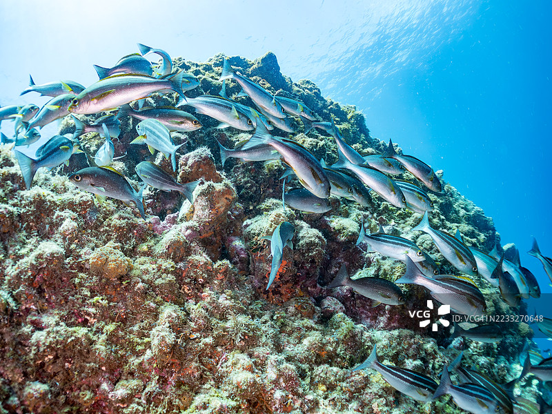 鸡 grunt,三条纹鲷,和其他鱼类。鱼群。平藏海滩,中木港,南伊豆,伊豆半岛,静冈县,日本。- 2025年7月13日。图片素材