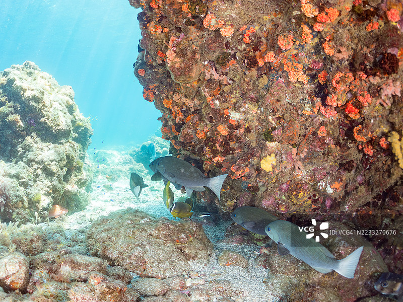 大型黑鱼,斑点鱼,东方蝴蝶鱼,金色杯状珊瑚等。鱼群。平藏海滩,中木港,南伊豆,伊豆半岛,静冈县,日本。- 2025年7月13日。图片素材