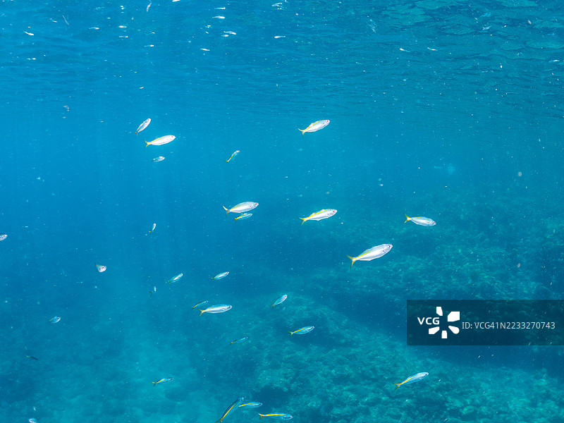 黄条黄油鱼，银腹鲈鱼。鱼群。日本静冈县南伊豆中木港的平藏海滩。- 2025年7月13日。图片素材