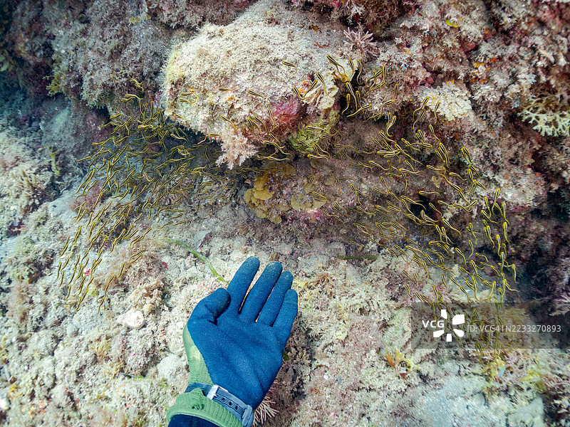 条纹鳗鲶，巴别鳗，斑点鳗，幼鱼群。带状珊瑚虾，条纹虾，硬壳虾。以及其他鱼群。平藏海滩，中木港，南伊豆，伊豆半岛，静冈县，日本。- 2025年7月13日。图片素材