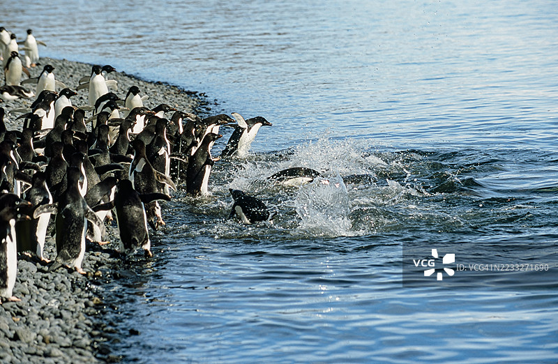 阿德利企鹅（Pygoscelis adeliae）是一种常见于整个南极大陆沿岸的企鹅，是唯一发现它的地方。它是分布最广泛的企鹅种类。许多鸟类正在进入水中。布朗布拉夫，图片素材