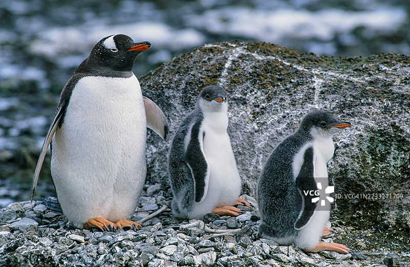 金图企鹅（Pygoscelis papua）是一个企鹅物种（或可能是一个物种复合体），属于Pygoscelis属。成年企鹅与一只幼崽。布朗布拉夫，南极洲。图片素材
