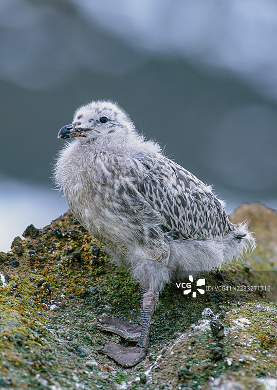 海藻鸥(Larus dominicanus),也称为多米尼加鸥,是一种在南半球的大部分海岸和岛屿上繁殖的鸥类。一只小雏鸟在等待成年鸟的到来。布朗布拉夫,南极洲图片素材