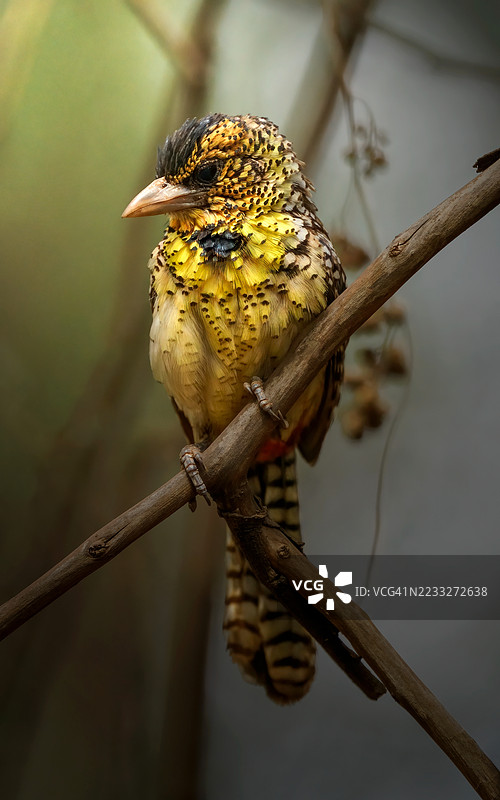 达尔诺的巴比特鸟 肯尼亚图片素材