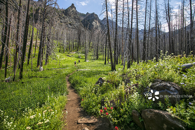 在蒙大拿荒野中徒步旅行图片素材