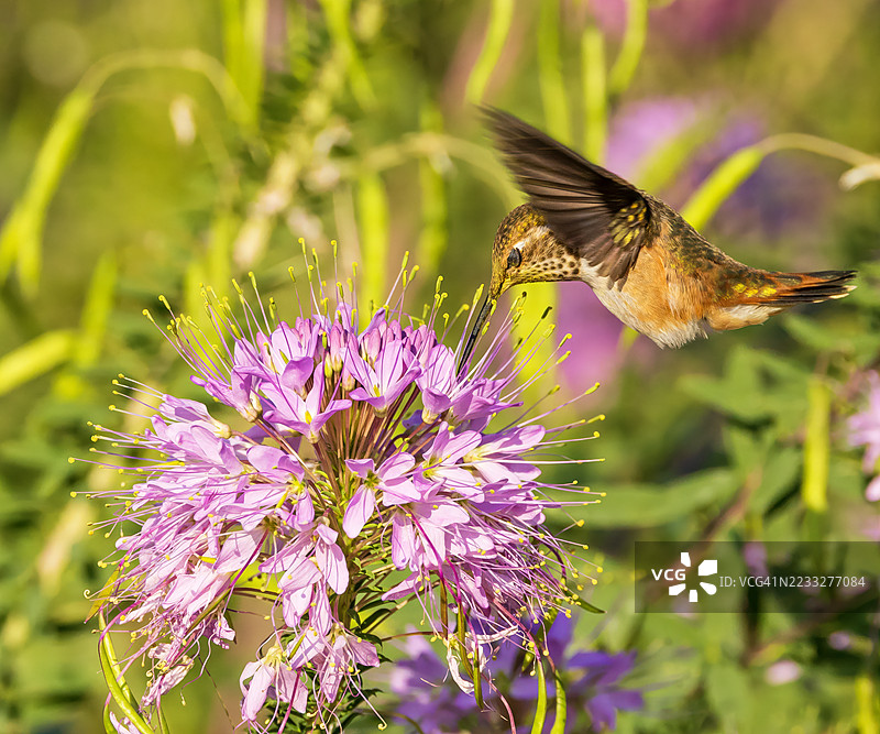 喂食时间图片素材