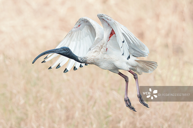 一只飞翔的野生澳大利亚白鹮（Threskiornis moluccus）在模糊的草地背景下独立，澳大利亚图片素材