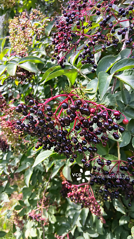 欧洲黑接骨木 - Sambucus nigra图片素材