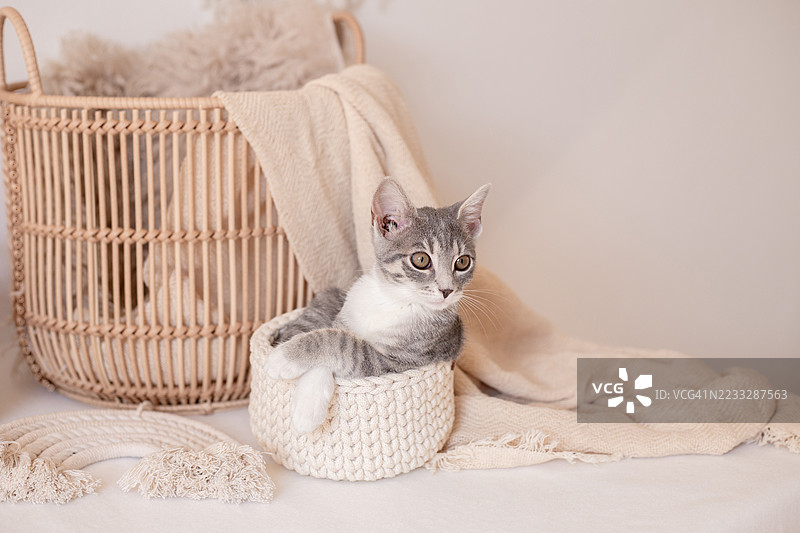 编织儿童服装、毛线和小猫图片素材