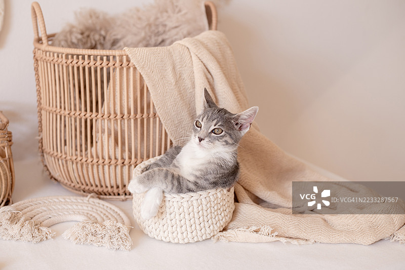 编织儿童服装、毛线和小猫图片素材