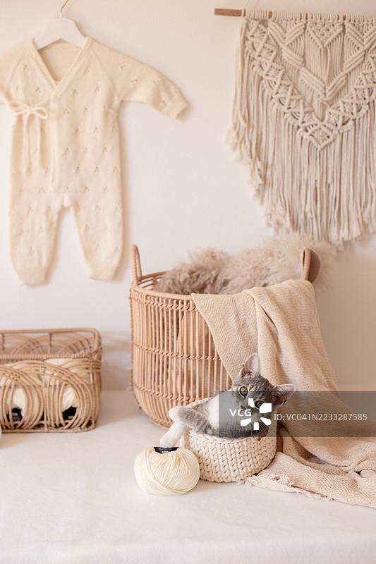 编织儿童服装、毛线和小猫图片素材