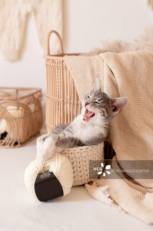 编织儿童服装、毛线和小猫图片素材