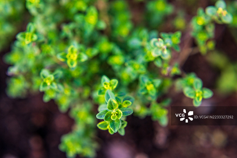 新鲜的牛至花图片素材