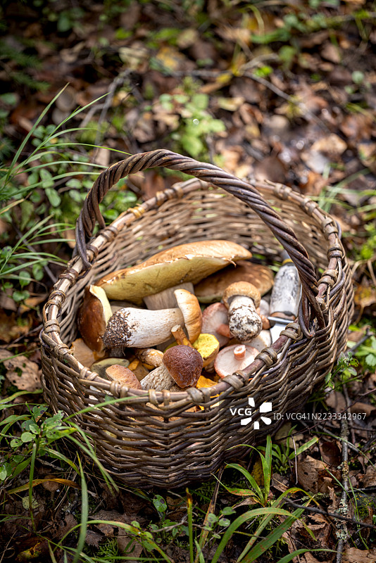 装满牛肝菌和野生森林蘑菇的篮子图片素材