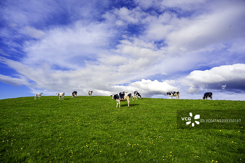 荷斯坦牛在山顶的草地上图片素材
