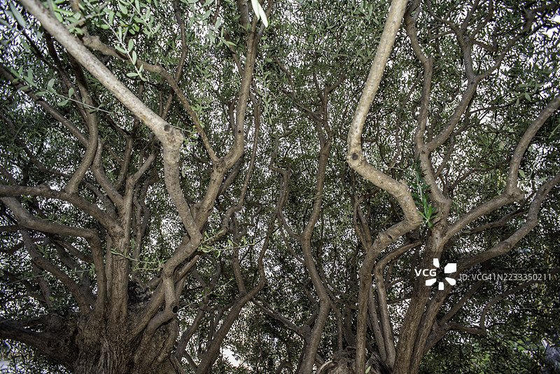 法国罗克布吕讷-卡普马丹村千年橄榄树地标图片素材