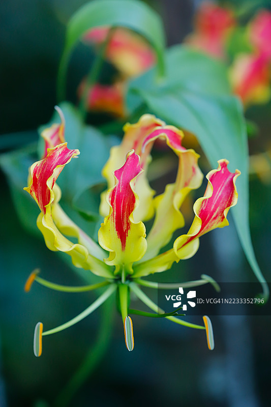 火百合，也称为荣耀百合图片素材