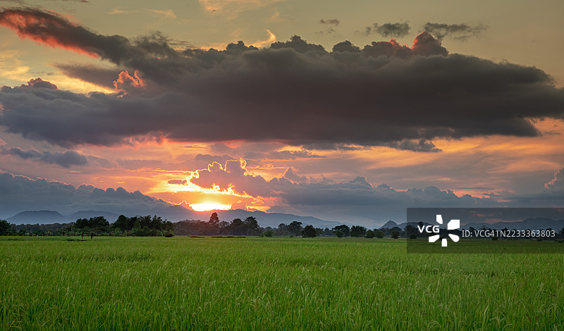 绿色稻田与日落时分的壮丽天空图片素材