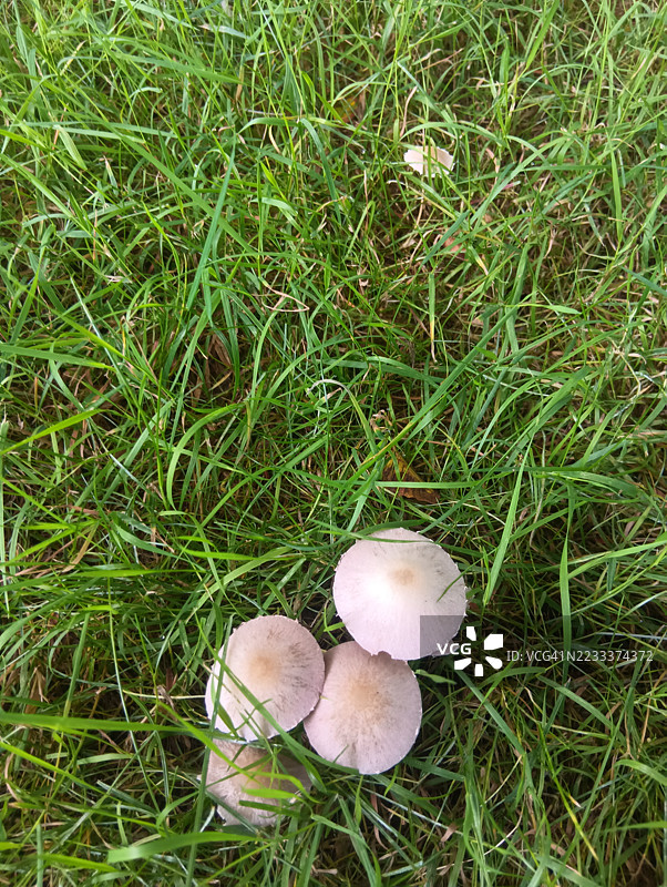 常见的带菌褶的蘑菇，伞形目图片素材