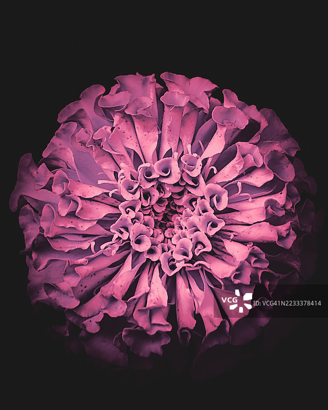 鲜艳的粉色花朵映衬在深色背景上图片素材