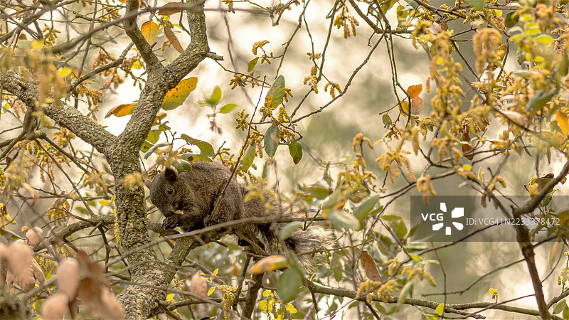 秋天树叶中的松鼠栖息在树枝上图片素材