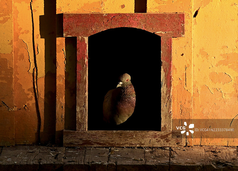 栖息在乡村窗框上的鸽子图片素材