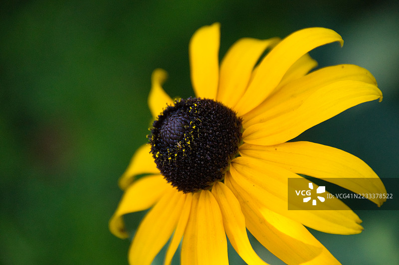 特写一朵鲜艳的黄色黑眼苏珊花图片素材