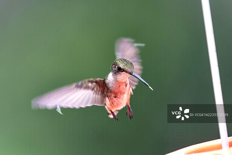 飞行中的蜂鸟特写图片素材