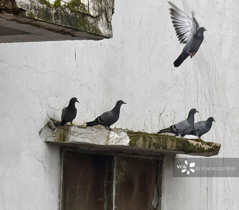 一群鸽子栖息在饱经风霜的墙上图片素材