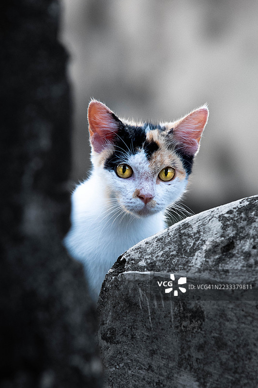 好奇的三花猫从石墙后探出头来图片素材