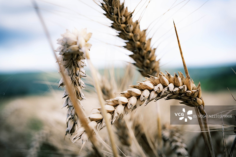 蓝天下田野中的麦穗特写图片素材