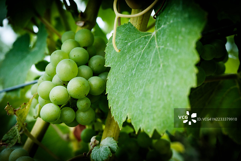 葡萄藤上的绿葡萄特写图片素材