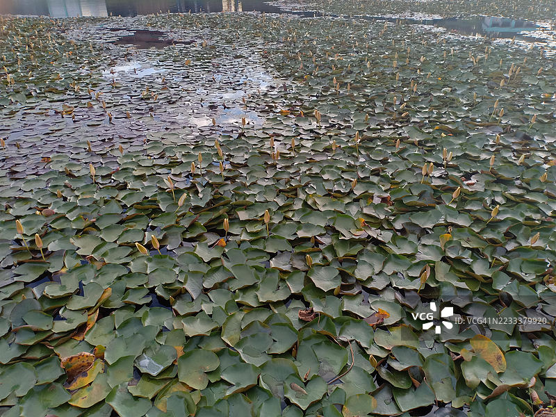 从空中俯瞰覆盖着睡莲的池塘图片素材