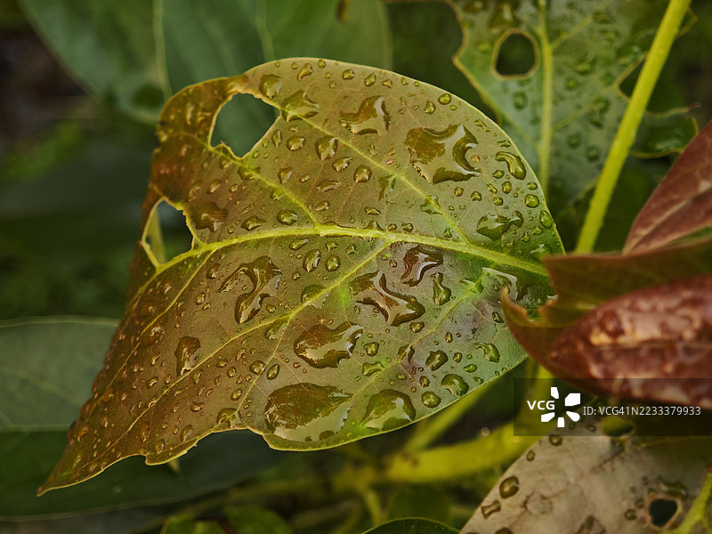 绿叶上的雨滴特写图片素材