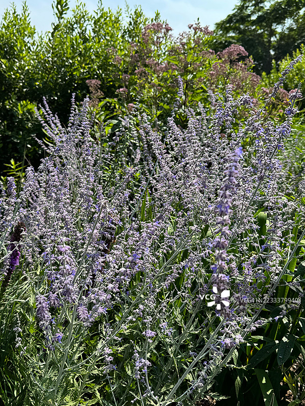 阳光明媚的花园中紫色俄罗斯鼠尾草花的特写图片素材