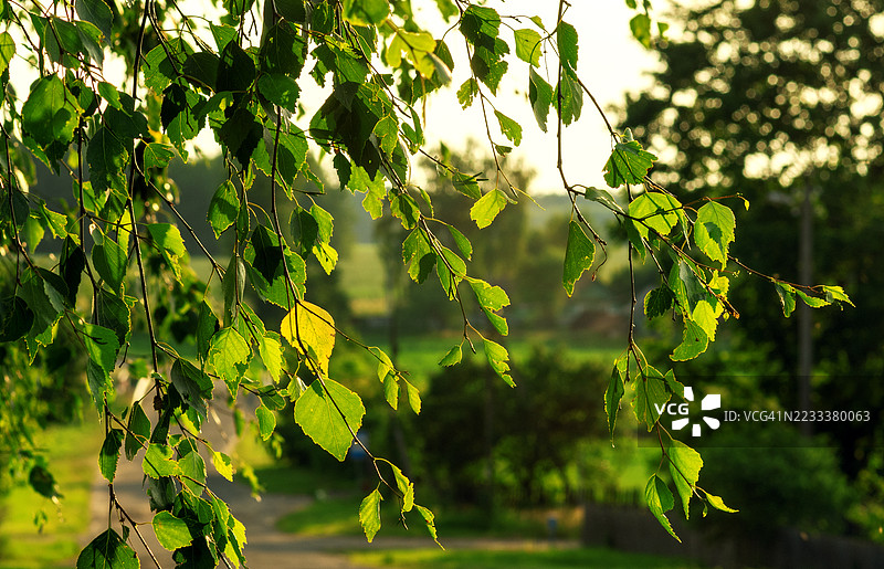 阳光照耀下的树枝绿叶图片素材