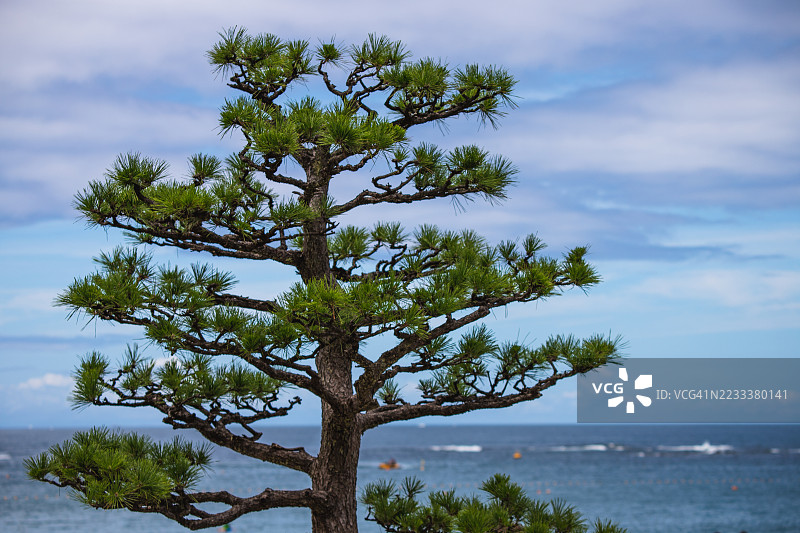 孤独的松树俯瞰海洋图片素材