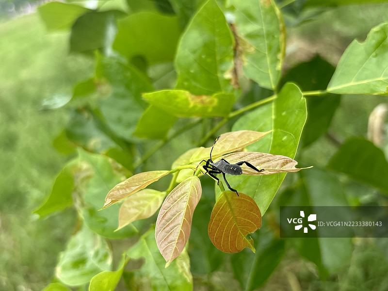 黑色昆虫在绿色叶子上的特写镜头图片素材