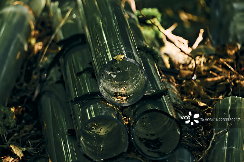 森林环境中的玻璃管特写图片素材