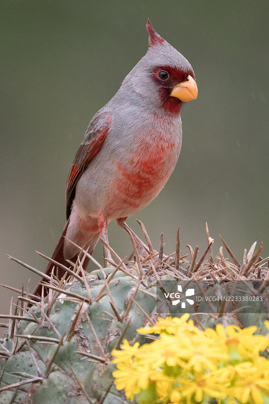 栖息在开着黄色花朵的仙人掌上的红头雀图片素材