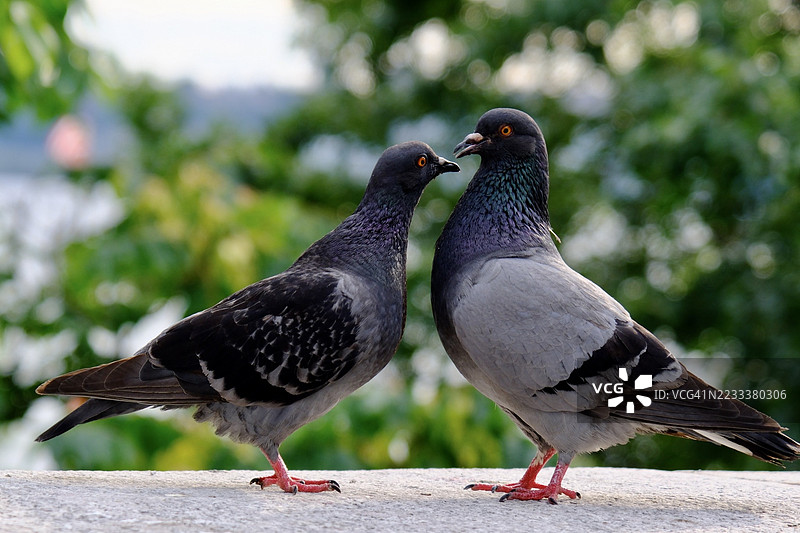 两只鸽子面对面停在石墙上图片素材