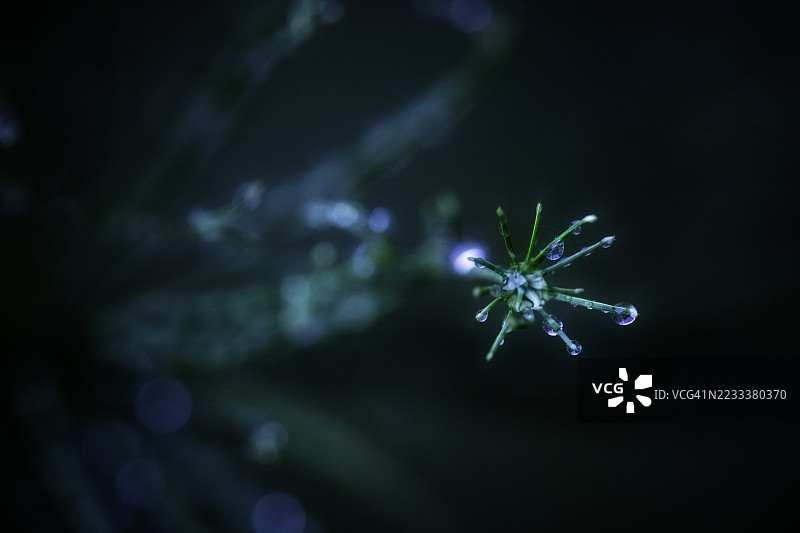 聚焦于黑暗背景下的露水覆盖植物图片素材