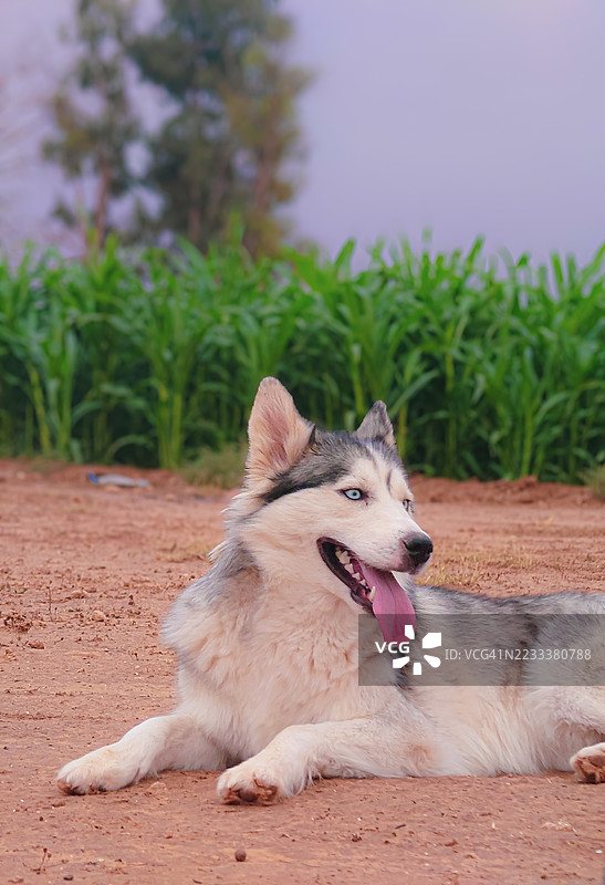 西伯利亚哈士奇在泥土场上放松图片素材
