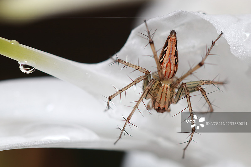 花瓣上的蜘蛛特写，带有水滴图片素材