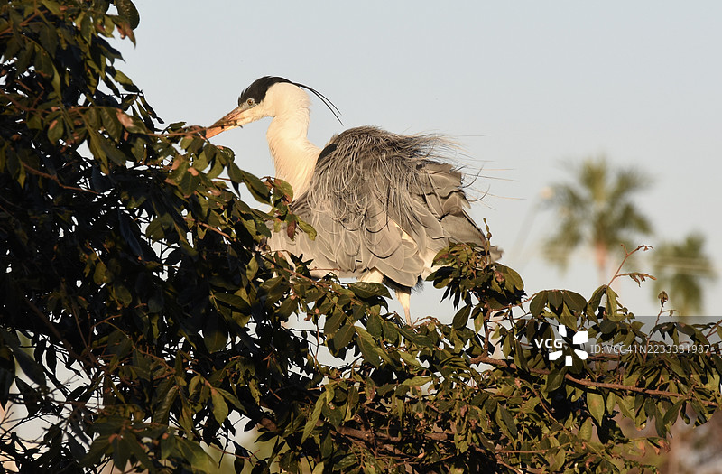 蓝鹭栖息在树枝上，背景是晴朗的天空图片素材