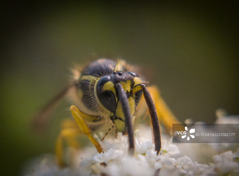 黄蜂在白色花朵上的特写镜头图片素材