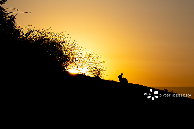 日落时分山丘上的兔子剪影图片素材