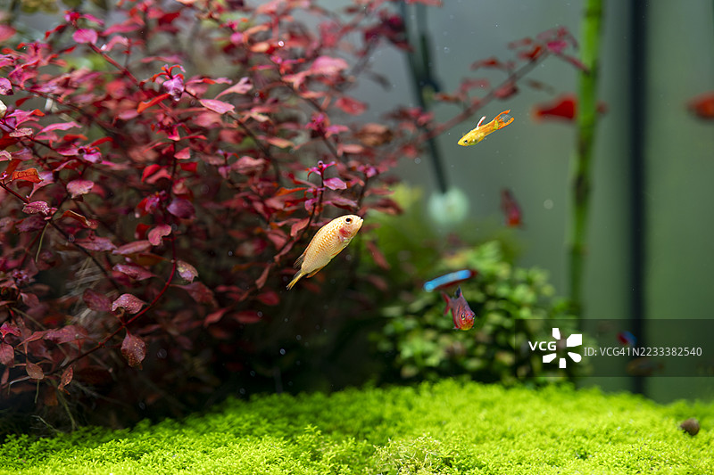 五彩斑斓的鱼在水族箱中的水生植物间游动图片素材