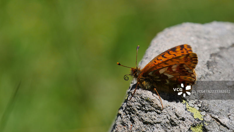 蝴蝶在自然环境中的岩石上栖息图片素材
