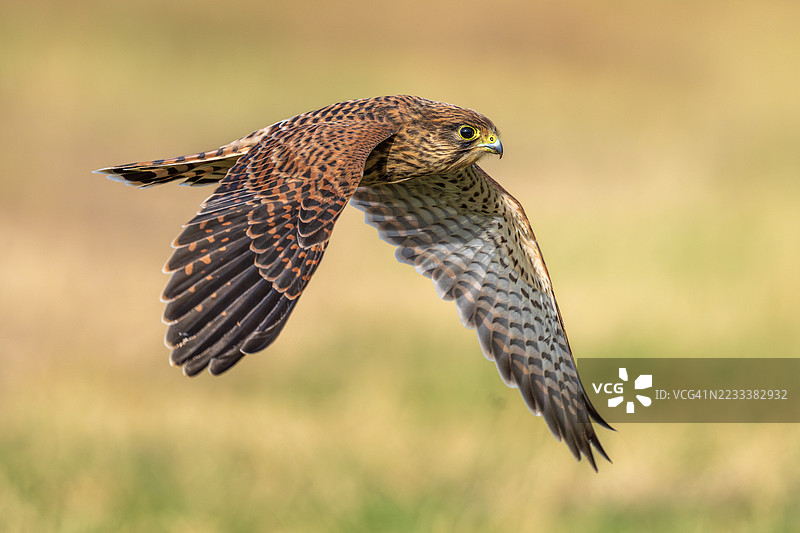 田野上空飞翔的红隼特写图片素材